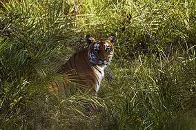 Tiger in Bandipur