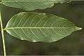 Acrocarpus fraxinifolius10-Western Ghats-biotik-team-Ayyappan.jpg