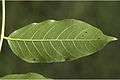 Acrocarpus fraxinifolius11-Western Ghats-biotik-team-Ayyappan.jpg
