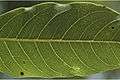 Acrocarpus fraxinifolius12-Western Ghats-biotik-team-Ayyappan.jpg
