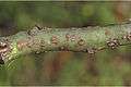 Acrocarpus fraxinifolius4-Western Ghats-biotik-team-Ayyappan.jpg