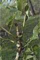 Acrocarpus fraxinifolius5-Western Ghats-biotik-team-Ayyappan.jpg