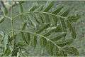 Acrocarpus fraxinifolius6-Western Ghats-biotik-team-Ayyappan.jpg