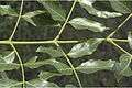 Acrocarpus fraxinifolius7-Western Ghats-biotik-team-Ayyappan.jpg