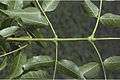 Acrocarpus fraxinifolius8-Western Ghats-biotik-team-Ayyappan.jpg