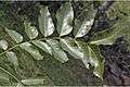 Acrocarpus fraxinifolius9-Western Ghats-biotik-team-Ayyappan.jpg