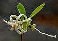 Alangium salviifolium in Keesaraguda, AP W2 IMG 9106.jpg