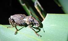 Flax Weevil on Maud Island.