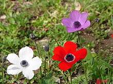 Anemones5.jpg