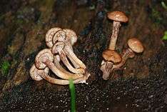 Two clusters of  brownish mushrooms growing from wood. One of the clusters has been pulled from the tree to expose the bases of their stems.