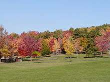 Red & Purple-leafed trees, green grass, blue sky