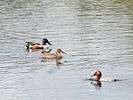 Shovellers and pochard ducks