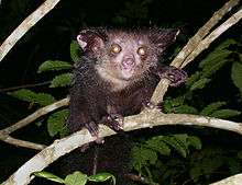 Aye-aye perched on a branch