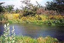 Native grasses, flowering plants, and trees sit just beyond a small body of water