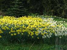 Some daffodils in the Bank Hall arboretum which can be found there in mid spring