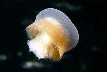 A Bazinga rieki sea jelly swimming