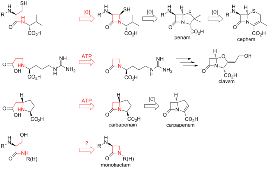 Overview of biosynthetic routes to the different classes of β-lactam compounds.