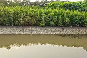 Bhitarkanika Mangroves Flora and Fauna 04.JPG