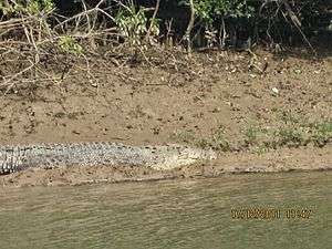 Bhitarkanika Mangroves Flora and Fauna 05.JPG