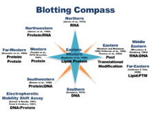 A compass of molecular probes