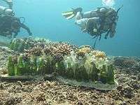 Bottle reef shark in Pom Pom Island