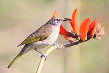 A plain grey-brown bird with dull yellow on the wings and tail