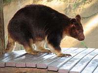 Buergers' Tree-kangaroo, Dendrolagus goodfellowi redeye correction.jpg