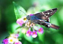 Butterfly resting on Lantana camara