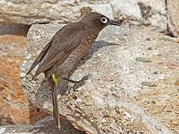 Cape Bulbul RWD.jpg