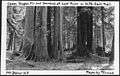 Cedar, Douglas Fir and Hemlock at Lost River on North Fork Sauk Trail, Mount Baker National Forest, 1936. - NARA - 299079.jpg