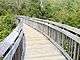 Boardwalk disappearing into foliage