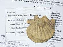 Fossil scallop with barnacles