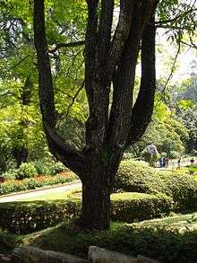 Choerospondias axillaris (Anacardiaceae) at Sim's Park, Coonoor.JPG