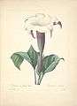 Choix des plus belles fleurs (Plate 20) (7851414668).jpg