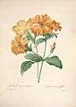 Choix des plus belles fleurs (Plate 96) (7851483838).jpg