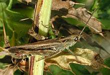 Male Chorthippus biguttulus