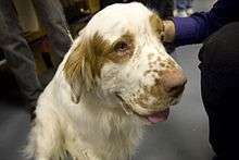 A shot of the head and shoulders of a white dog with brown markings around its nose, ears and eyes.