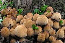 A cluster of about two dozen tawny-brown mushrooms growing from the base of a tree.