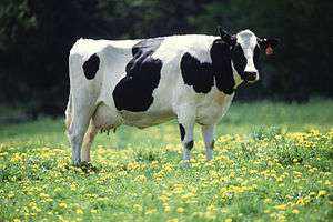 Holstein cow