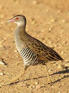 African crake running in dry grassland