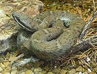 An Arizona Ridge-Nosed Rattlesnake somewhat coiled up facing right.