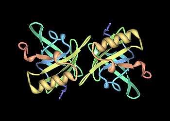 A ribbon diagram of two identical horse allergen molecules, symmetrically arranged in a crystal structure.