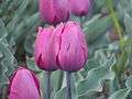 Cultivated Tulip in Tulip Garden, Srinagar.jpg