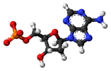 Ball-and-stick model of the deoxyadenosine monophosphate anion