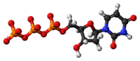 Ball-and-stick model of the UTP molecule as an anion