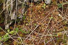 Carnivorous plant found in Minnesota at Lake Bemidji State Park.