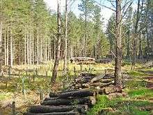 Dunnet Forest. A coniferous area containing some log piles due to restructuring - replacing the conifers with broadleaves