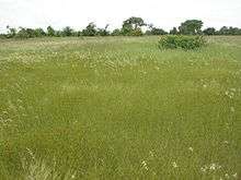 tall grass with trees in the distance