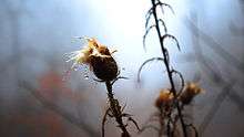 A photo of a field thistle (Cirsium discolor) in autumn .