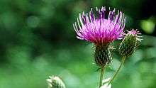 A photo of a field thistle (Cirsium discolor) in summer.